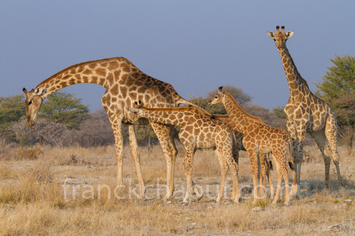 66 - Girafes